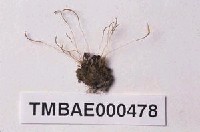 藏品(長朔苔)的圖片